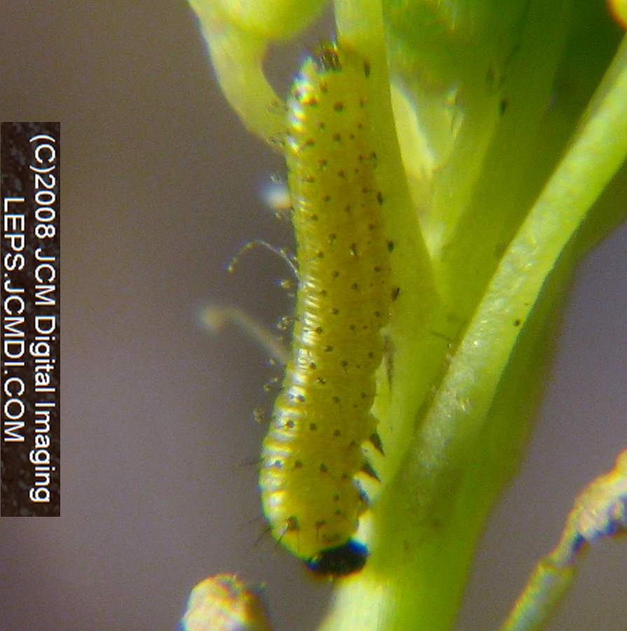 A nearly mature first instar Sara Orange-Tip butterfly larva on mustard host.